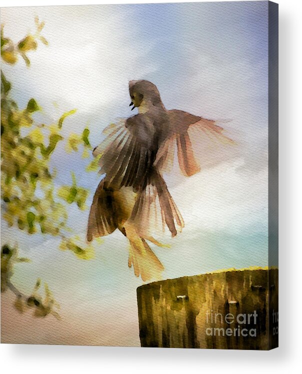 Bird Acrylic Print featuring the photograph Bird Dance by Kerri Farley