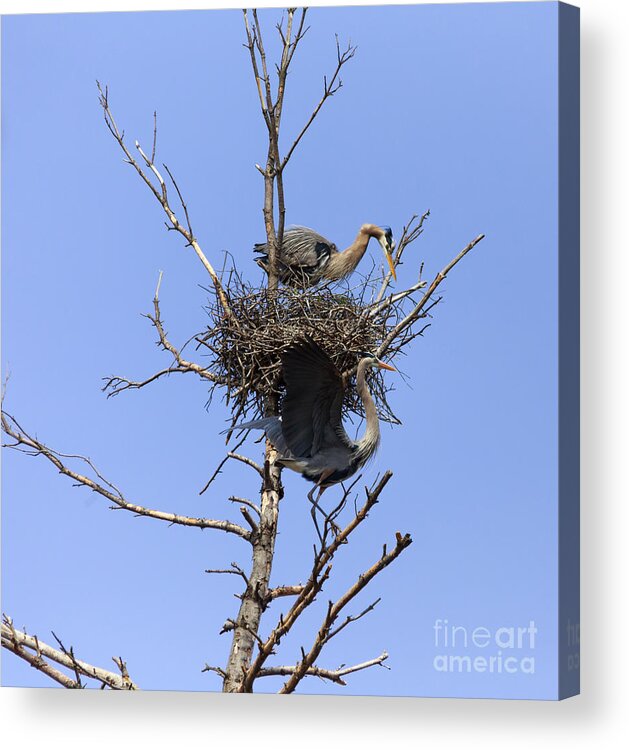 Blue Herons In Nest Acrylic Print featuring the photograph Birds Eye View by Mary Lou Chmura