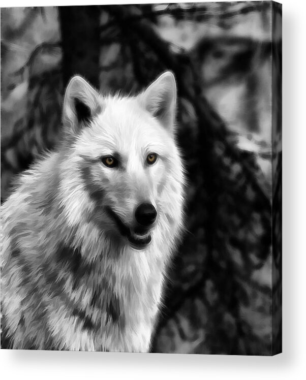 Wolf Art Acrylic Print featuring the photograph Black and White Painted Wolf by Steve McKinzie