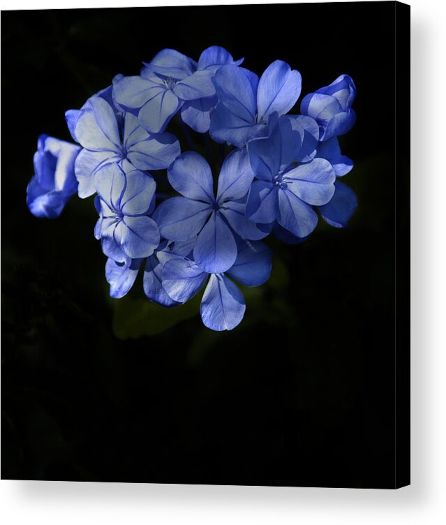 Penny Lisowski Acrylic Print featuring the photograph Blue Bonnett by Penny Lisowski