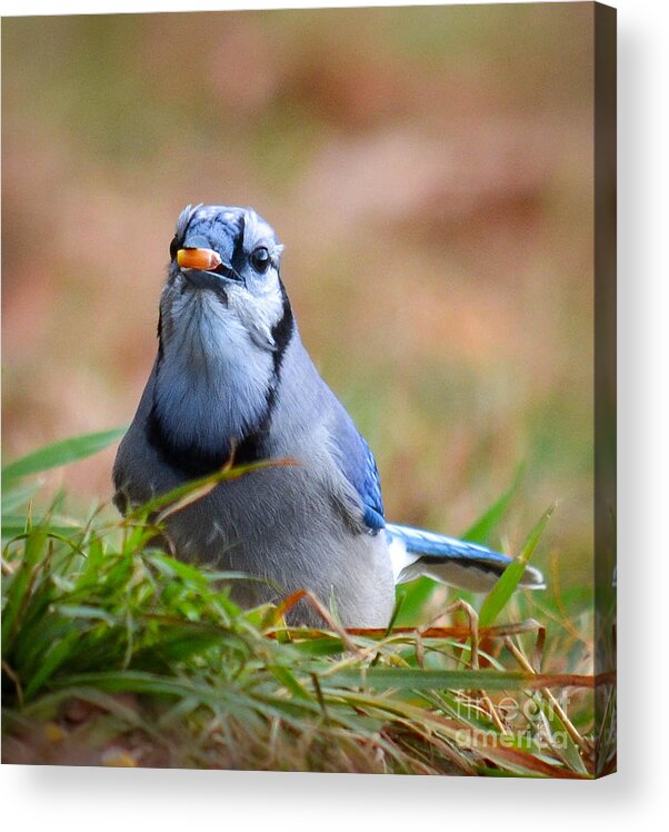 Bluejay Acrylic Print featuring the photograph Breakfast by Amy Porter