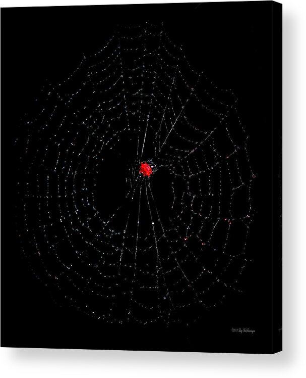 Spider Acrylic Print featuring the photograph Bulls-eye by Lucy VanSwearingen