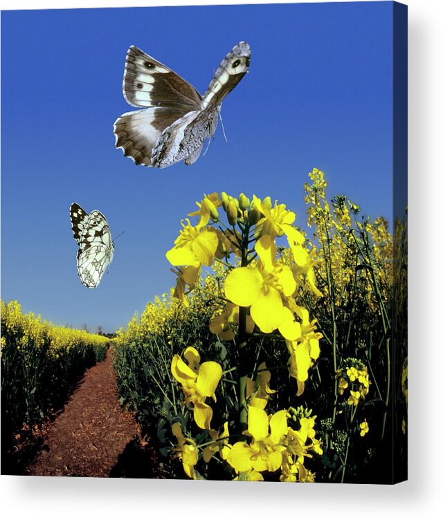 Great Banded Grayling Acrylic Print featuring the photograph Butterflies In Flight by Dr. John Brackenbury/science Photo Library