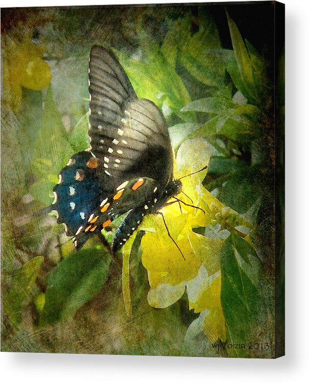 Butterfly And Jasmine - Bill Voizin Acrylic Print featuring the photograph Butterfly and Jasmine by Bill Voizin