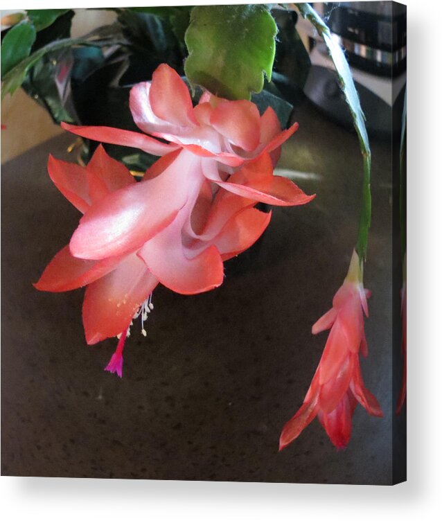 Nature Acrylic Print featuring the photograph Christmas Cactus Bloom by Fortunate Findings Shirley Dickerson