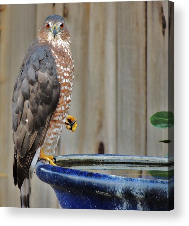 Coopers Hawk Acrylic Print featuring the photograph Coopers Hawk 4 by Helen Carson