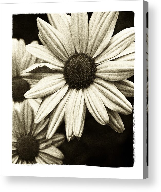 Flowers Acrylic Print featuring the photograph Daisy 1 by Tanya Jacobson-Smith