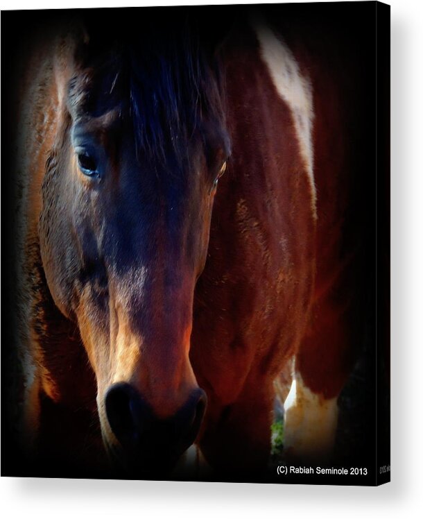 Horse Acrylic Print featuring the photograph Dawsonaya by Rabiah Seminole