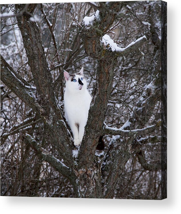Cat Acrylic Print featuring the photograph Felis Silvestris Catus in Winter by Theresa Tahara