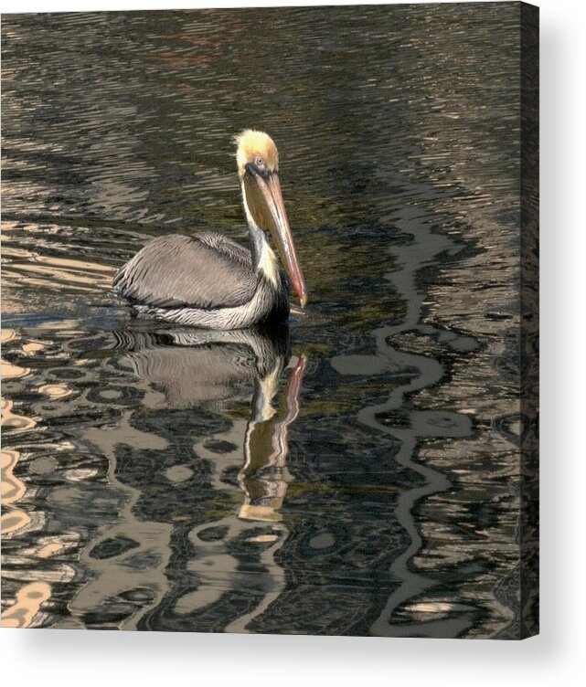 Pelican Acrylic Print featuring the photograph Floating Pelican by Wesley Elsberry
