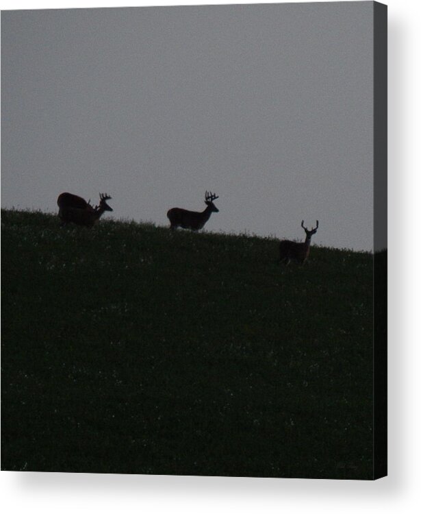 Summer Acrylic Print featuring the photograph Four Bucks by Wild Thing