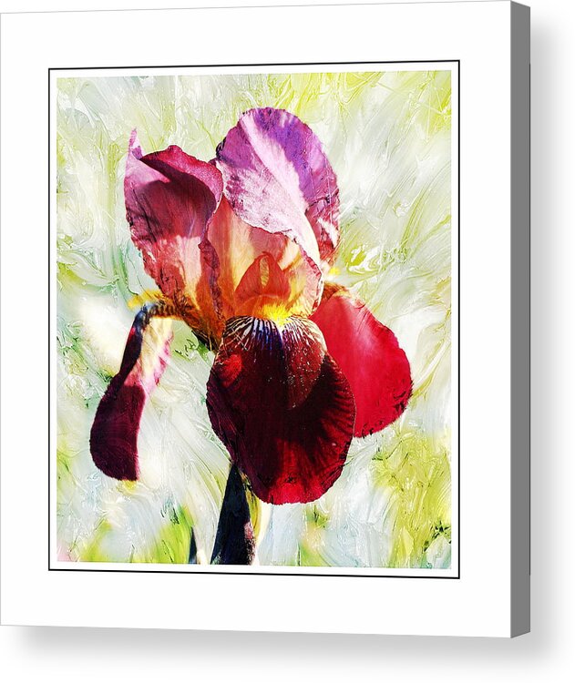Iris Acrylic Print featuring the photograph Framed Iris by Virginia Folkman
