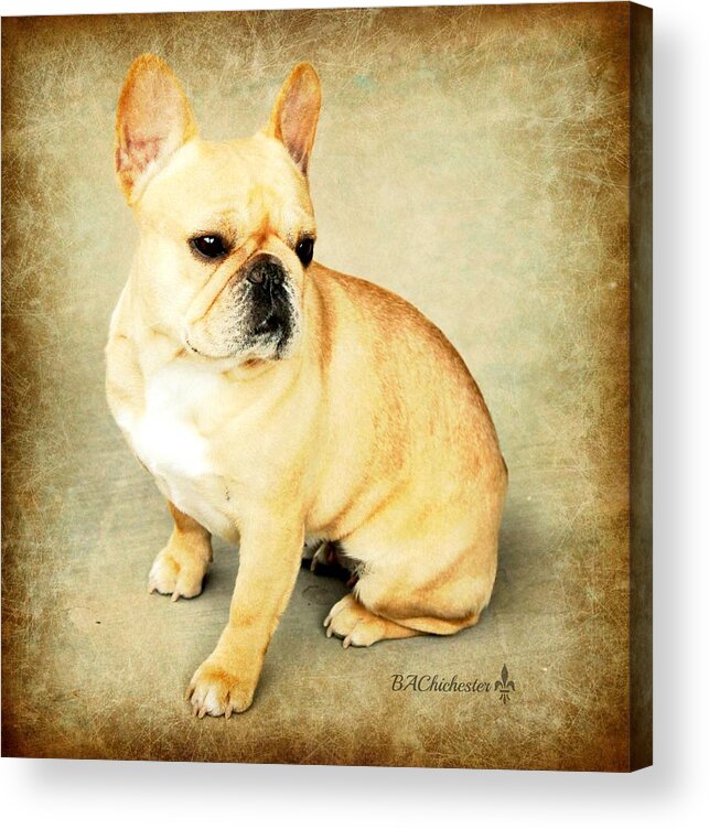 French Acrylic Print featuring the photograph French Bulldog Antique by Barbara Chichester