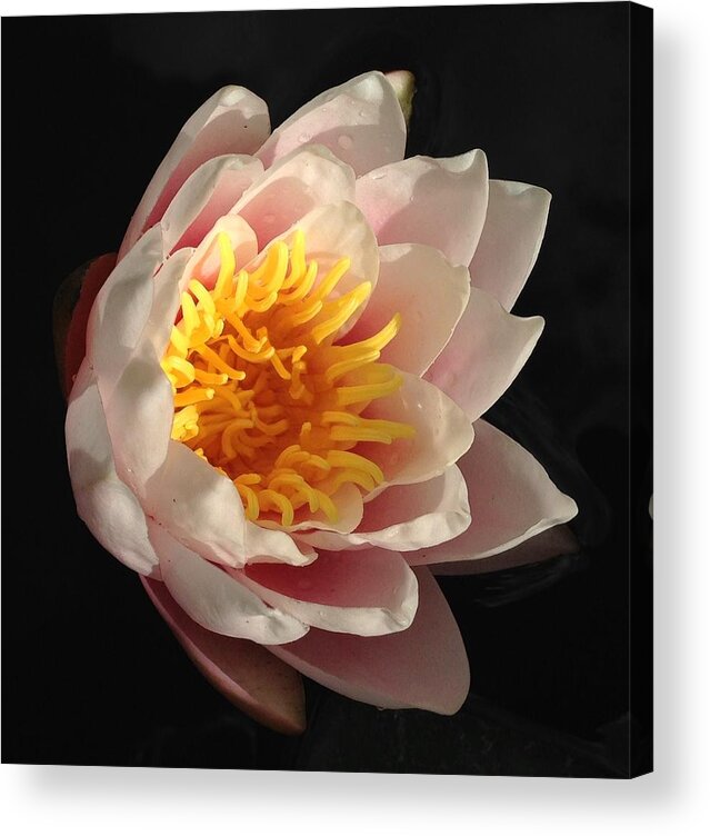 Water Lily Acrylic Print featuring the photograph Glorious Lily by Kate Gibson Oswald