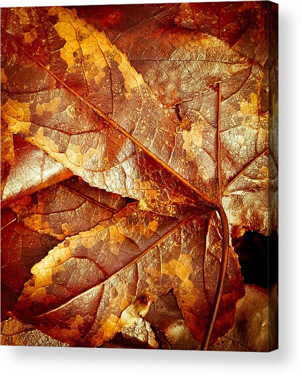 Brown Leaves Acrylic Print featuring the photograph Golden Maple Leaves by Ronda Broatch