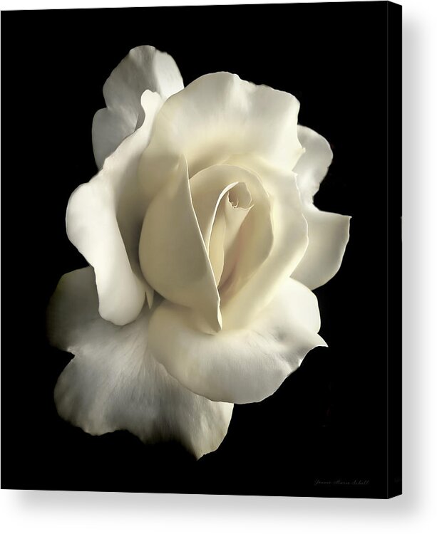 Rose Acrylic Print featuring the photograph Grandeur Ivory Rose Flower by Jennie Marie Schell