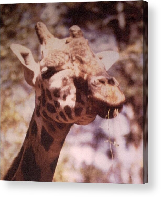 #giraffe #albanygeorgia #springtime #eatinggrass Acrylic Print featuring the photograph Velvety Giraffe In Georgia by Belinda Lee
