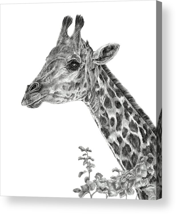 Giraffe Acrylic Print featuring the drawing Her Majesty by Pencil Paws