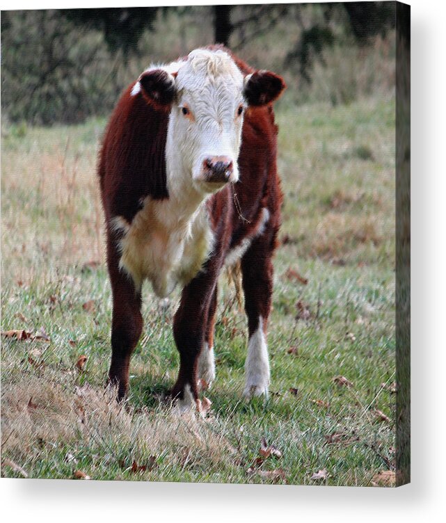 Bovine Acrylic Print featuring the photograph Hereford Portrait III by Suzanne Gaff