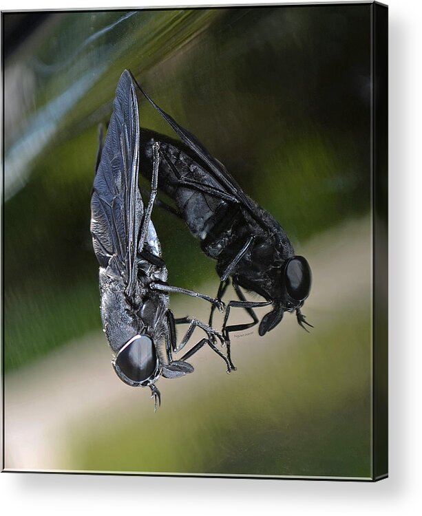 Horse Fly Acrylic Print featuring the photograph Horse Fly by DigiArt Diaries by Vicky B Fuller