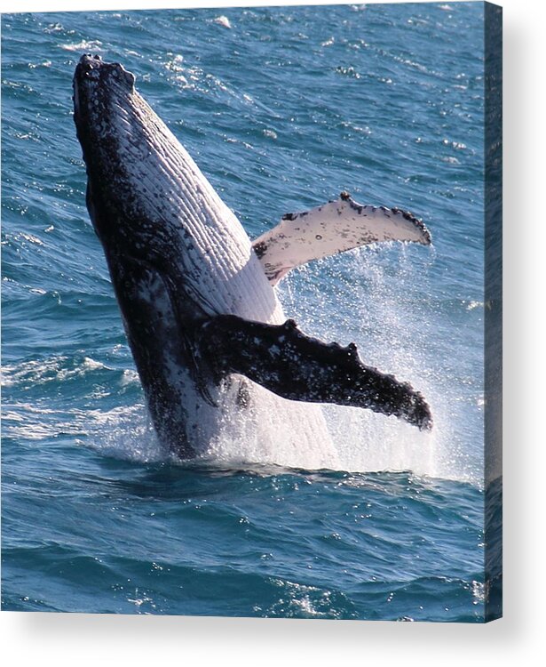 Whale Acrylic Print featuring the photograph Humpback Whale by Debbie Cundy