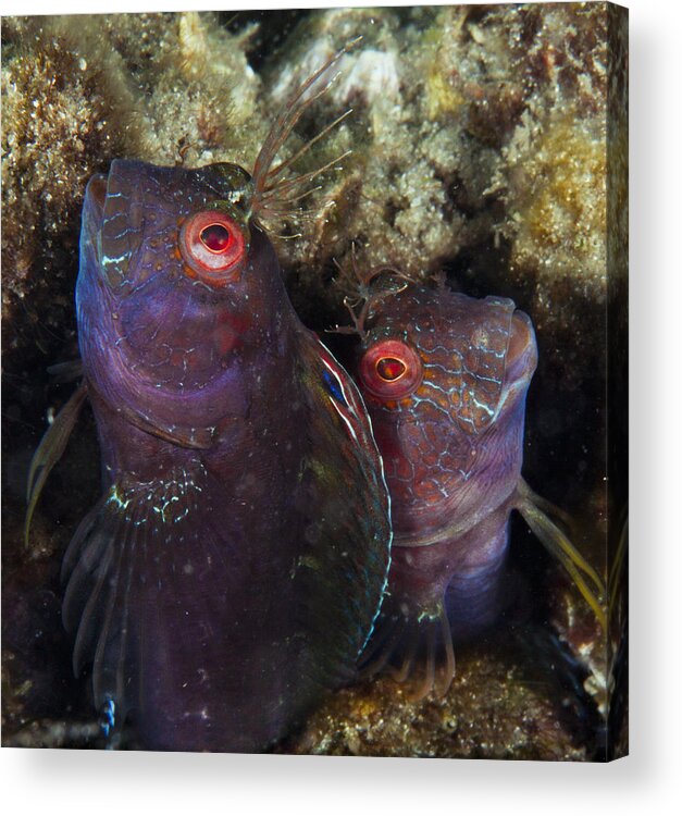 Underwater Acrylic Print featuring the photograph Husband And Wife by Sandra Edwards