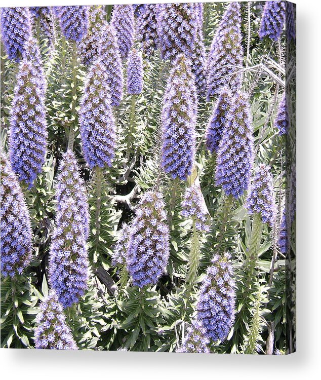 Laguna Beach Flowers Acrylic Print featuring the photograph Laguna Beach Flora by Gerry High