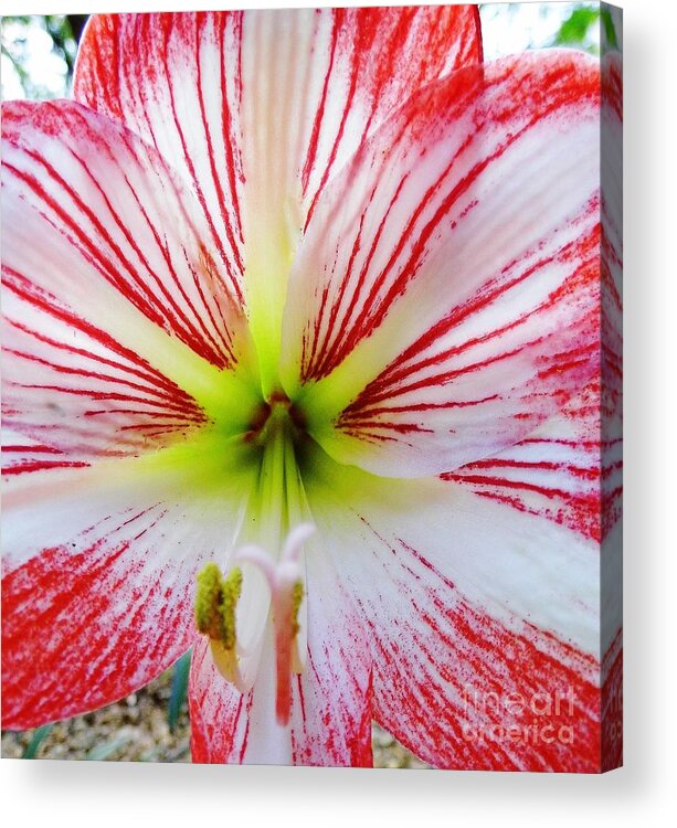 Bestseller Acrylic Print featuring the photograph Lily Wow by D Hackett