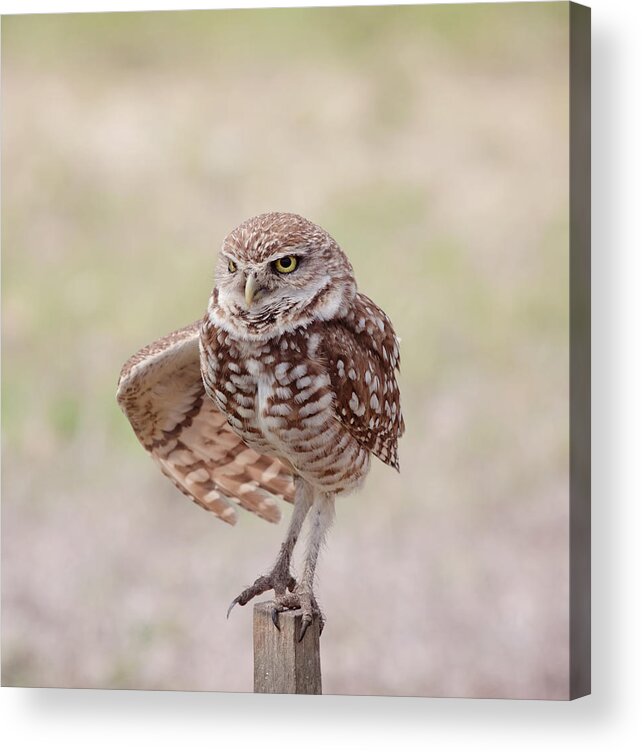 Wildlife Acrylic Print featuring the photograph Little One by Kim Hojnacki