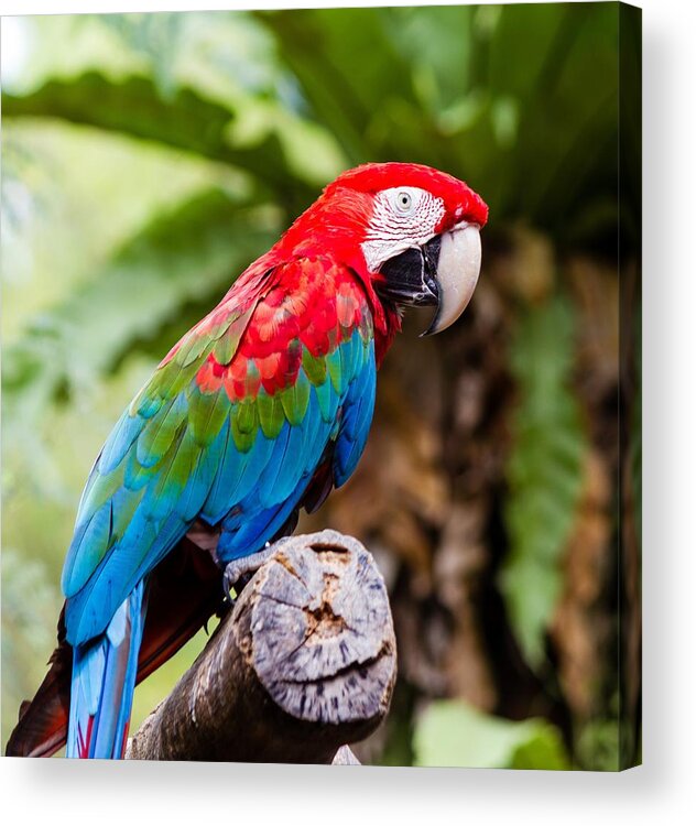 Pets Acrylic Print featuring the photograph Macaw Brid by Std