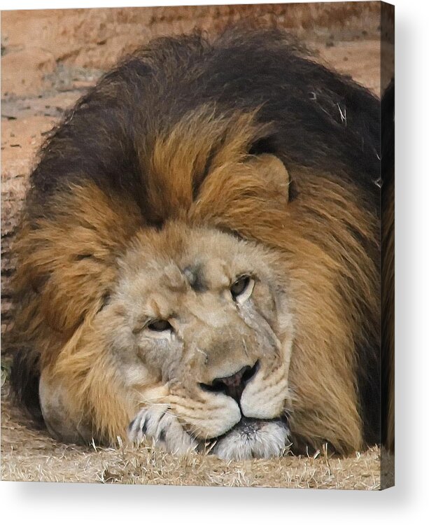 Lion Acrylic Print featuring the photograph Male African Lion by Cathy Lindsey