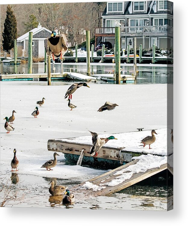 Mallards Acrylic Print featuring the photograph Mallards In Motion by Constantine Gregory