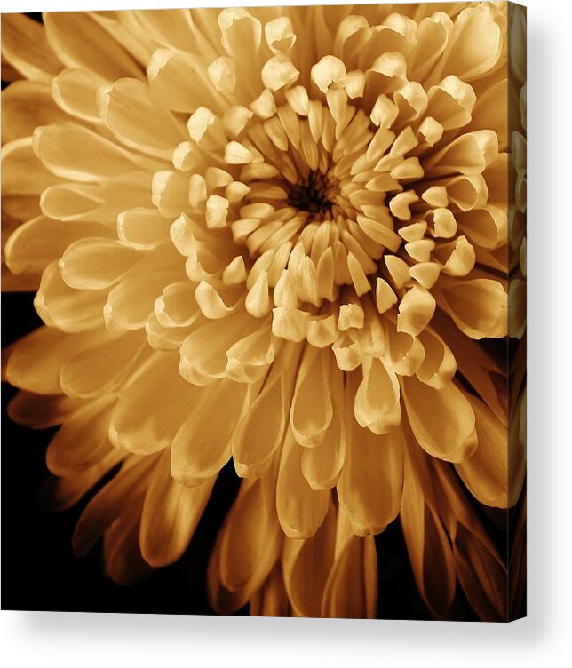Flora Acrylic Print featuring the photograph Mum Close up by Bruce Bley