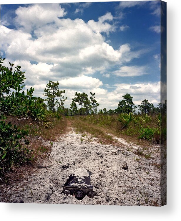 Animal Photography Acrylic Print featuring the photograph Nesting Soft Shell And Scrub. by Chris Kusik