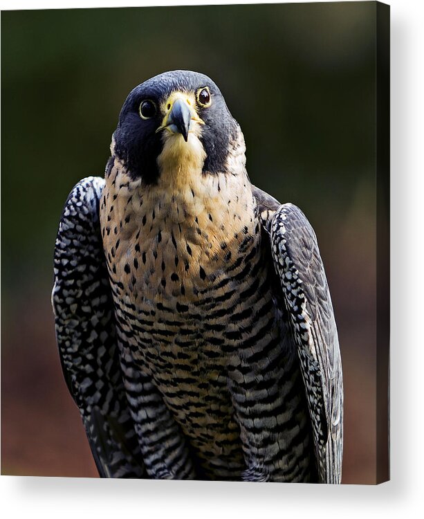 Feather Acrylic Print featuring the photograph Peregrine Focus by Mary Jo Allen