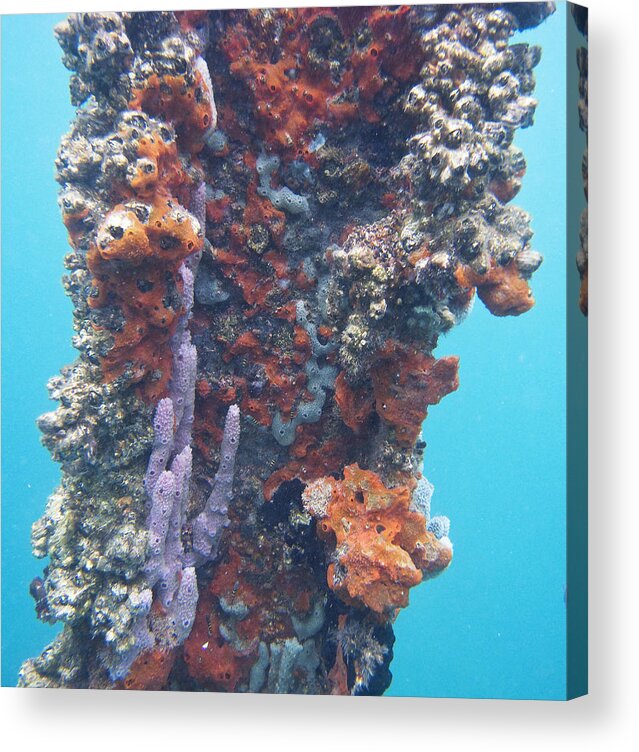 Bocas Del Toro Acrylic Print featuring the photograph Pillar of Life by Lynne Browne