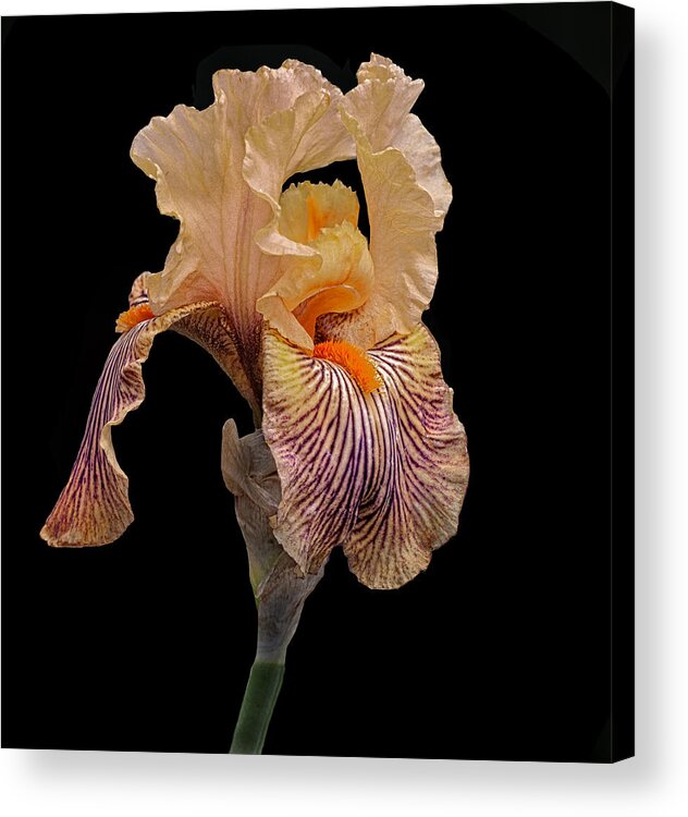 Iris Acrylic Print featuring the photograph Garden Iris #1 by Floyd Hopper