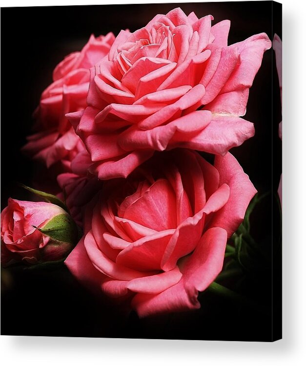 Flora Acrylic Print featuring the photograph Pink Pleasure by Bruce Bley