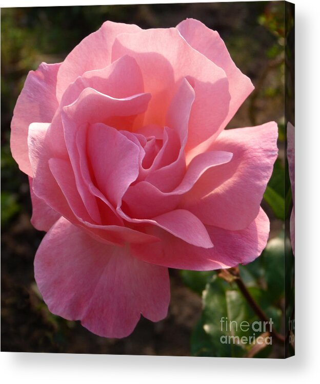 Rose Acrylic Print featuring the photograph Pink Rose by Phil Banks