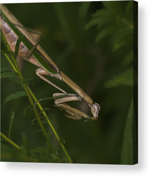 Daddy Longlegs Acrylic Print featuring the photograph Praying Mantis 003 by Donald Brown