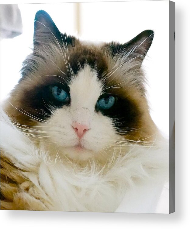 Ragdoll Acrylic Print featuring the photograph Ragdoll cat by Tracey McQuain