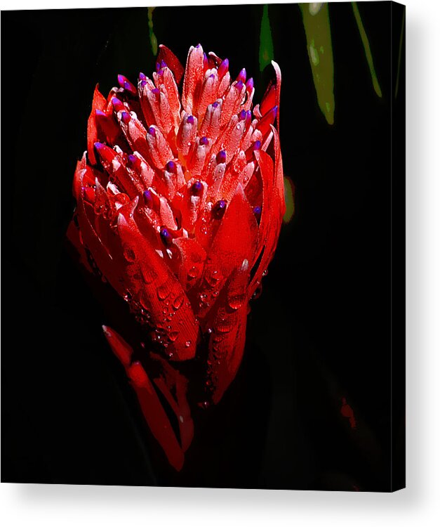 Red Acrylic Print featuring the photograph Red Ginger by Brad Thornton