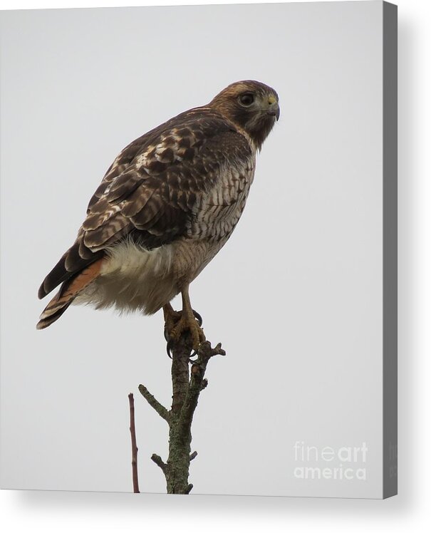 Red-tailed Hawk Acrylic Print featuring the photograph Red-tailed Hawk by Helen Campbell