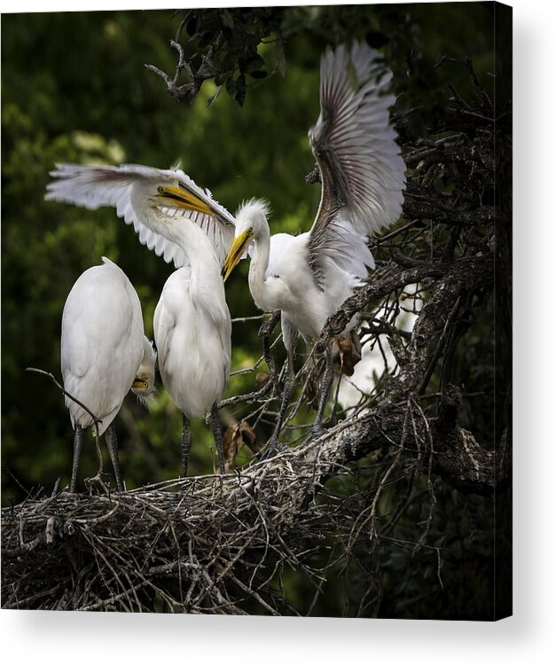 Rookery Acrylic Print featuring the photograph Restless Teenage Egrets by Donald Brown