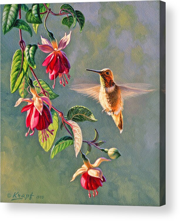Wildlife Acrylic Print featuring the painting Rufous and Fuschia by Paul Krapf
