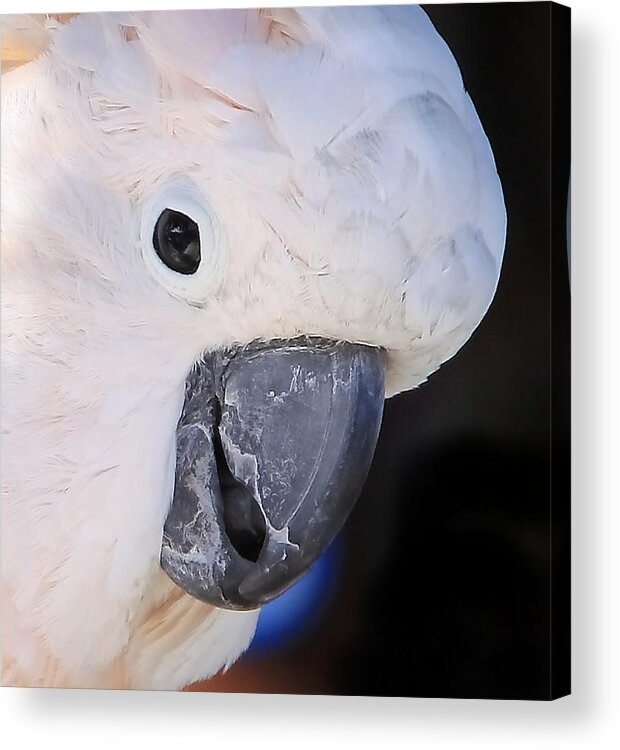Salmon-crested Cockatoo Portrait Acrylic Print featuring the photograph Salmon crested cockatoo Smiling Close up by Andrea Lazar