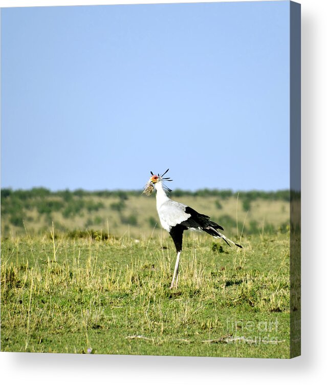 Massai Mara Acrylic Print featuring the photograph Secretary Bird Gathering by AnneKarin Glass