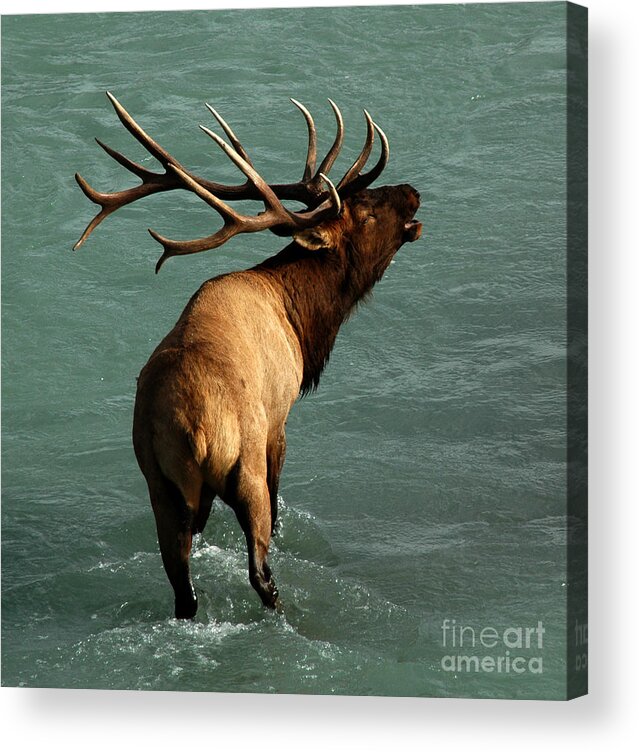 Elk Acrylic Print featuring the photograph Sending a Challenge by Vivian Christopher
