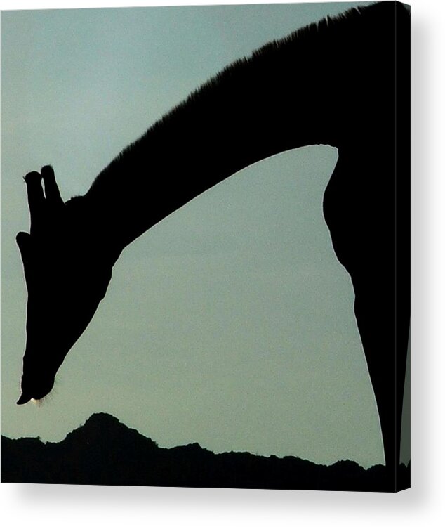 Giraffe Acrylic Print featuring the photograph Silhouette by Patricia Quandel