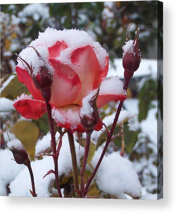 Flowers Acrylic Print featuring the photograph Snow Blooms by Claudia Goodell
